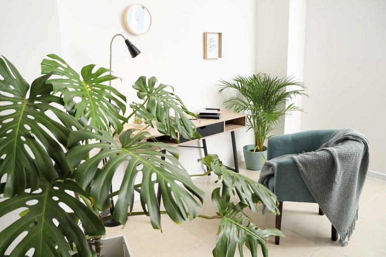 Cameră luminoasă cu birou, fotoliu și plante de interior