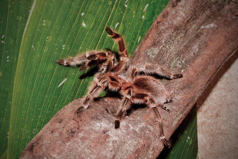 Păianjen tarantula pe o ramură în fața unei frunze