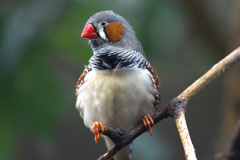 Un zebrăță stă pe o ramură.
