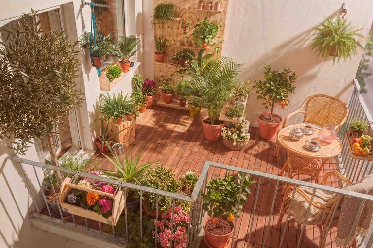 Balcon însorit cu pardoseală din lemn, mobilier din ratan și multe plante la ghiveci, cum ar fi palmieri și citrice pe rafturi și pe jos.