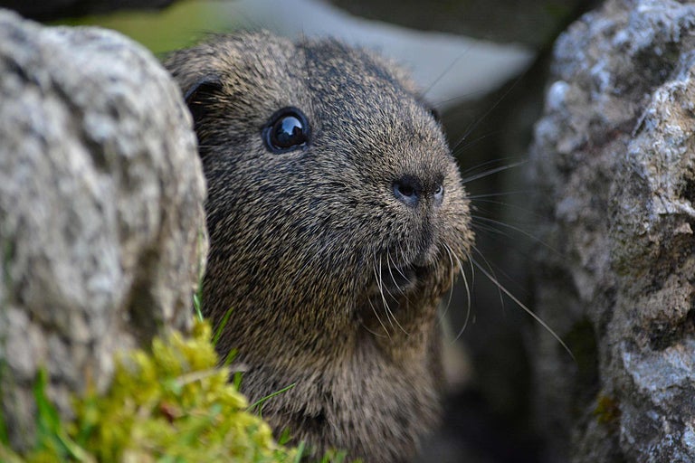 Porcușor de Guineea în aer liber