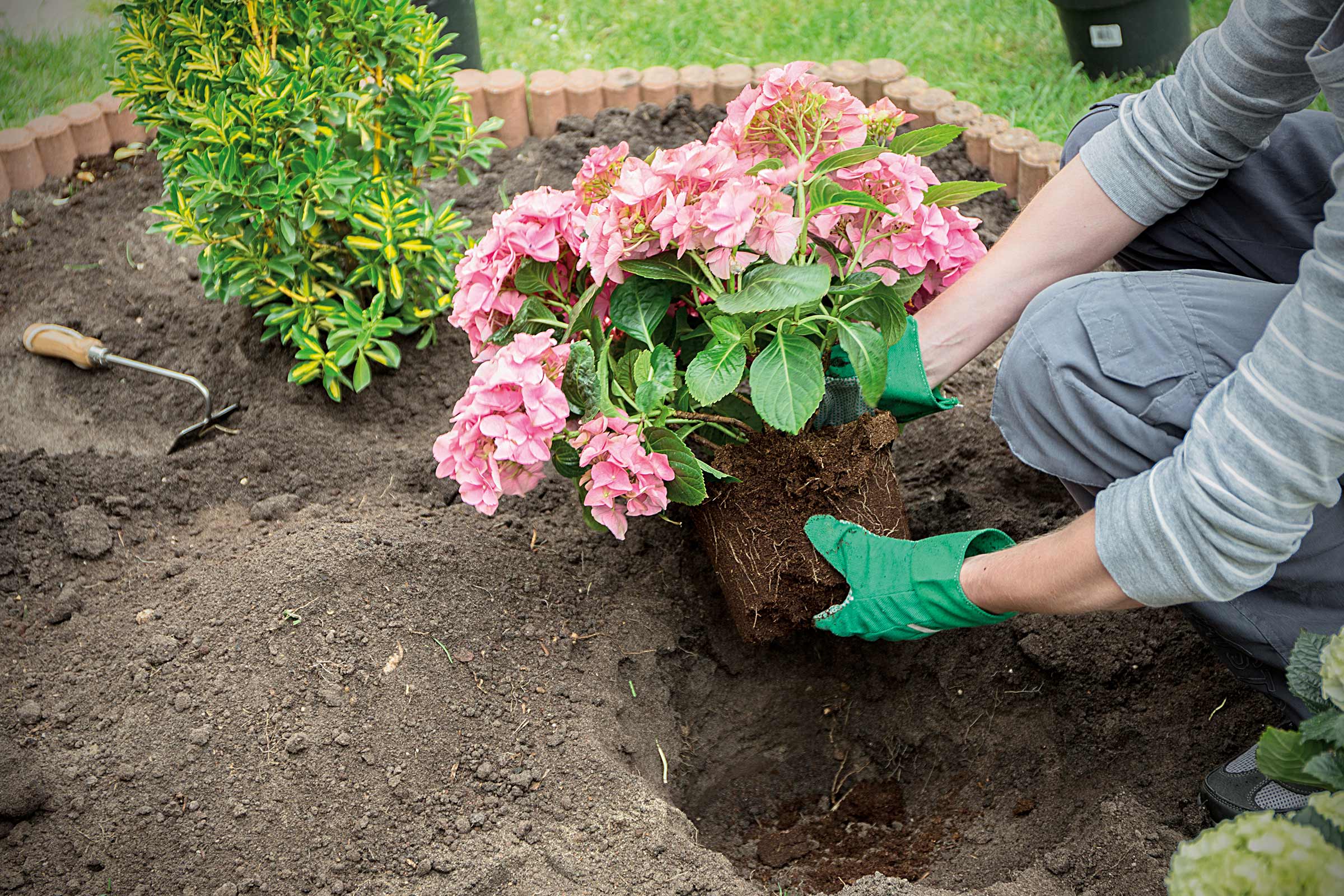 O persoană plantează o hortensie roz într-o grădină.