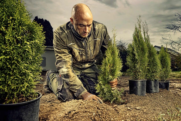 Grădinar plantând chiparos în grădină.