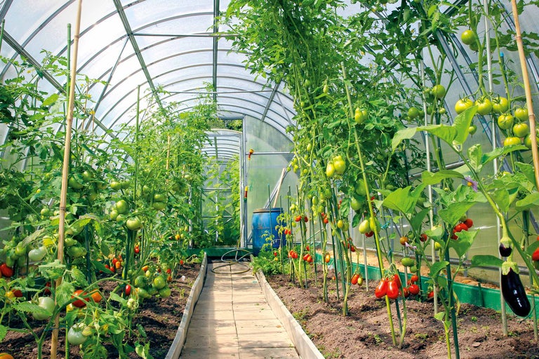 Seră cu plante de roșii și plante de vinete