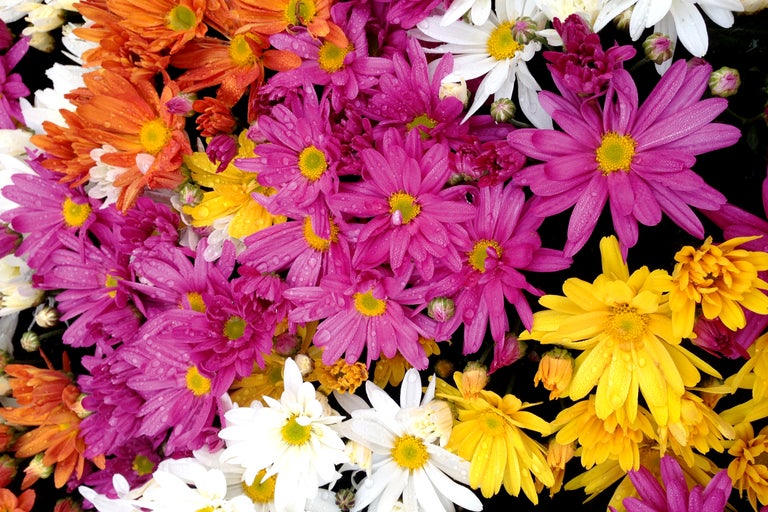 Prim-plan cu crizanteme în diferite culori