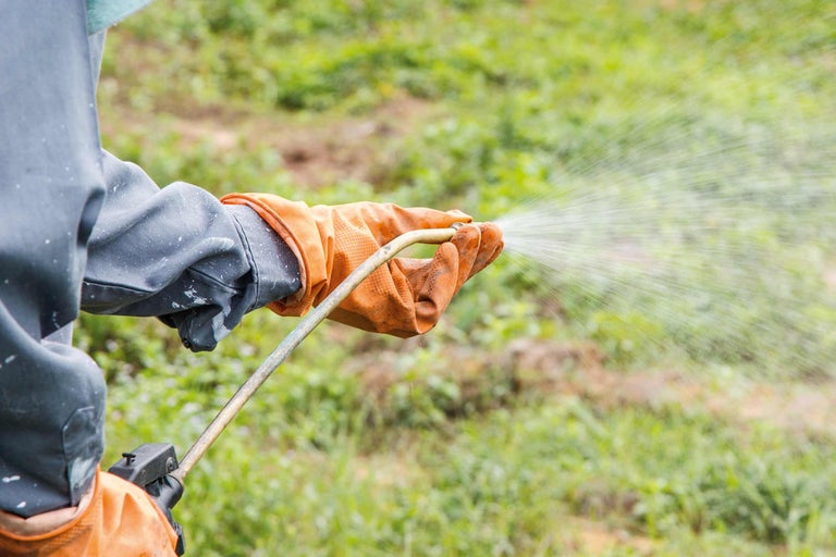 O persoană în combinezon de protecție și mănuși pulverizează un lichid pe un gazon folosind un pulverizator de grădină.