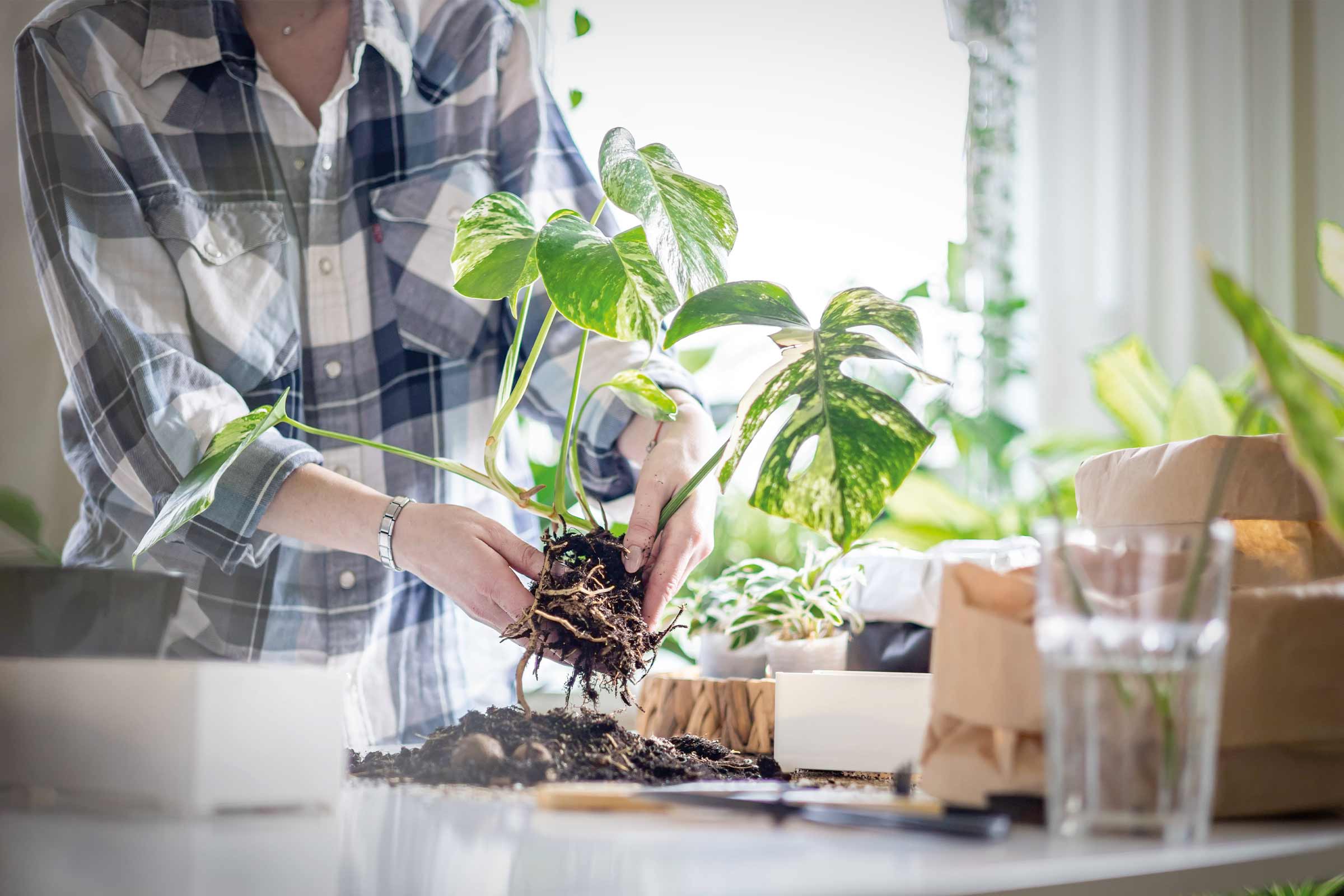 O persoană replantează o plantă de apartament Monstera.