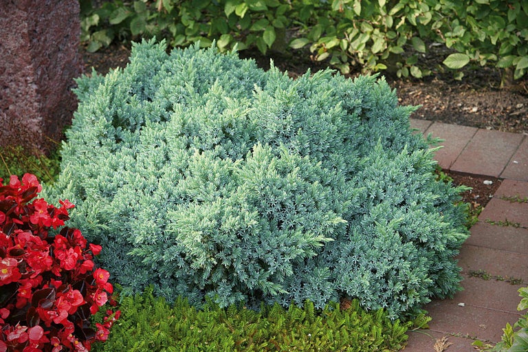 Arbust de ienupăr în grădină