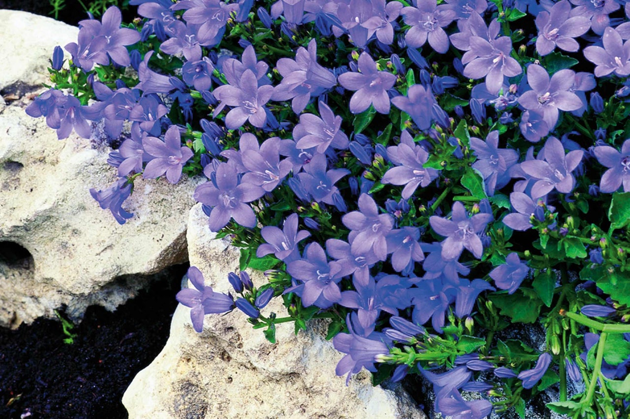 Campanula albastră ca acoperire a solului în grădină