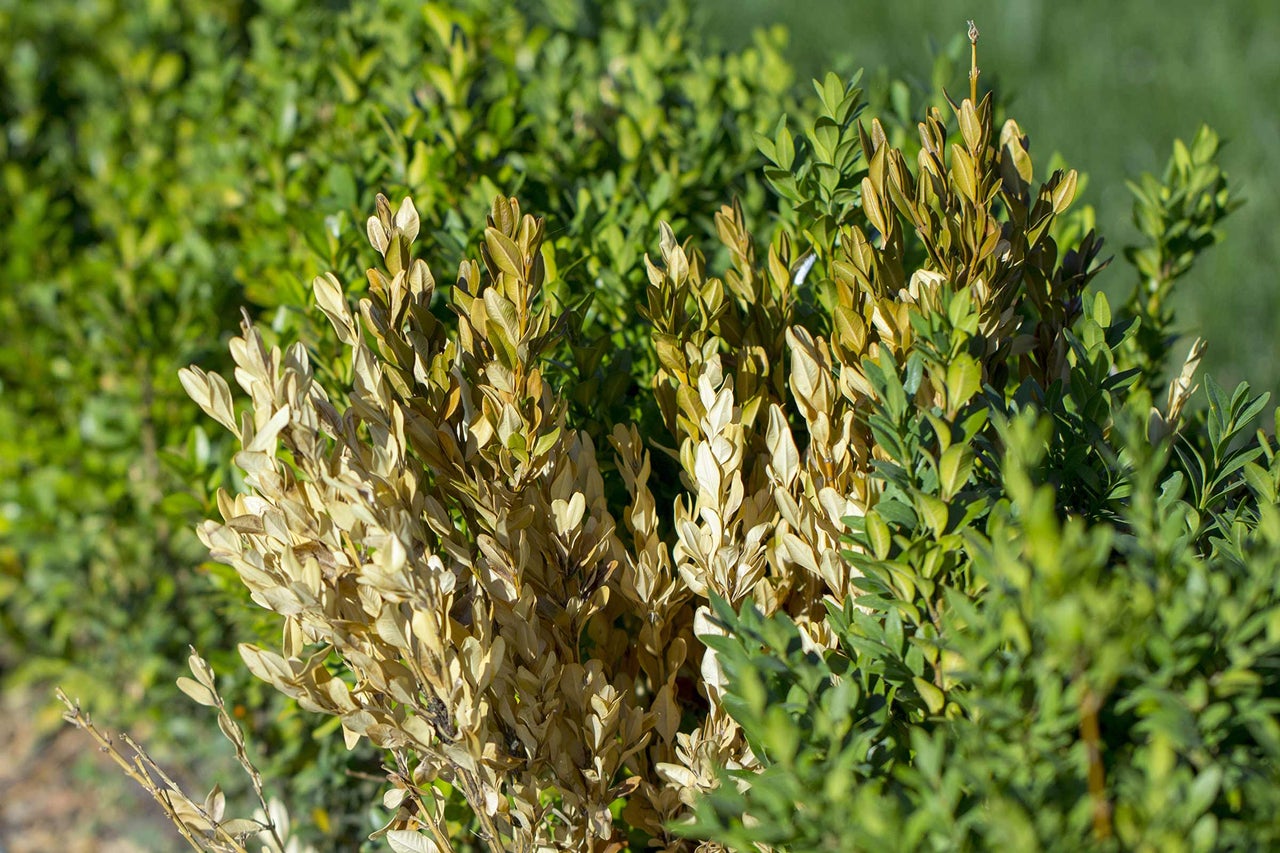 Buxus deteriorat în grădină