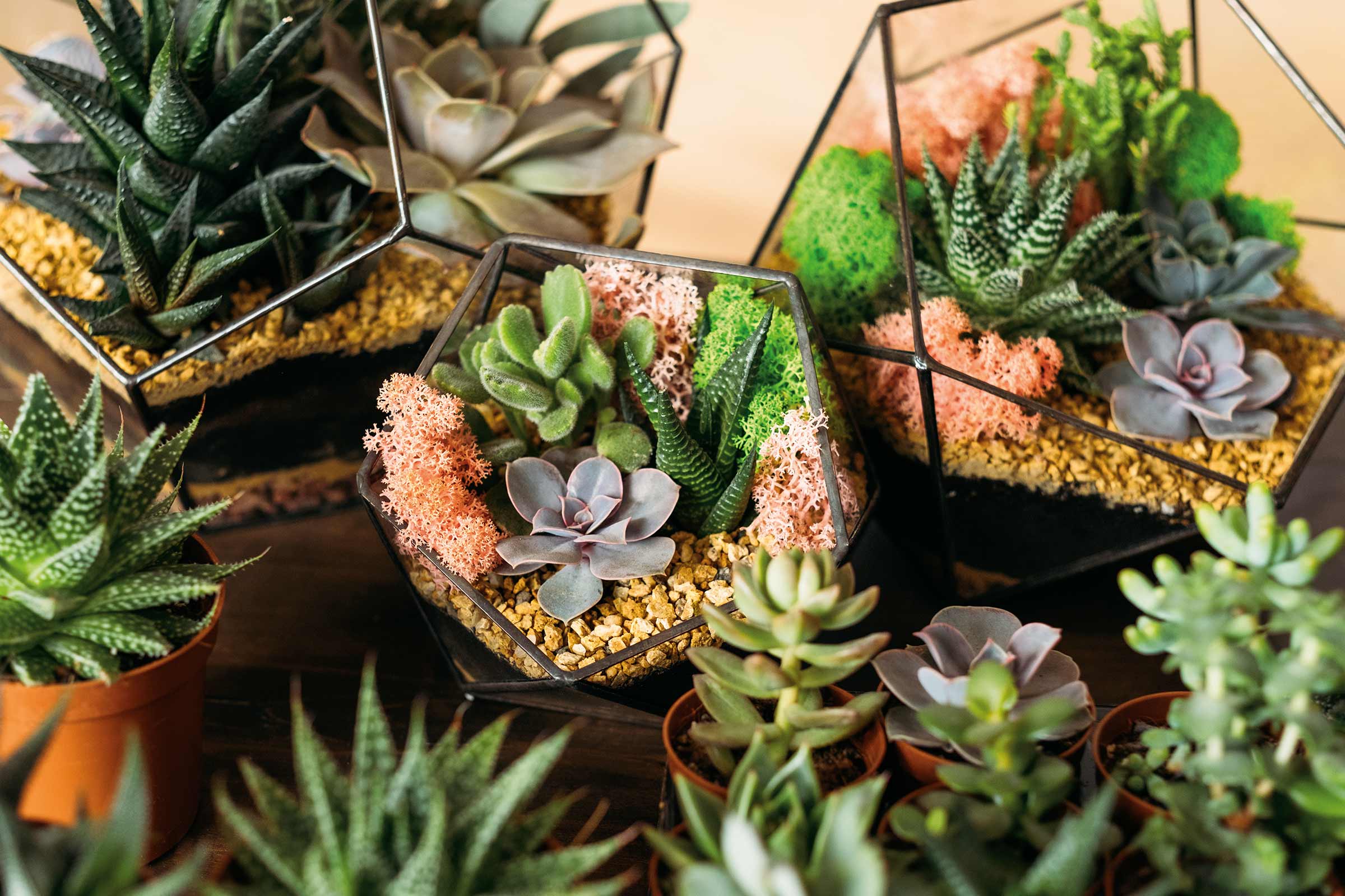 Plante suculente decorative în recipiente de sticlă și ghivece.