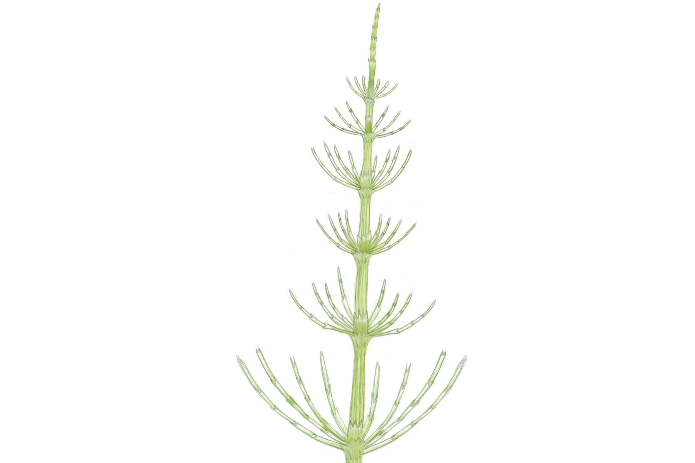 Ilustrație a unei plante de coada-calului