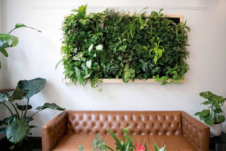 Perete cu aranjament de plante deasupra unei canapele din piele