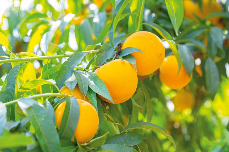 Piersici în pom cu frunze