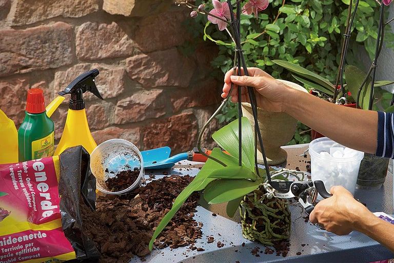 Scenă cu orhidee, pământ de flori și unelte de grădină pentru îngrijirea orhideelor pe o masă