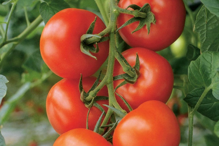 Tomate coapte pe plantă