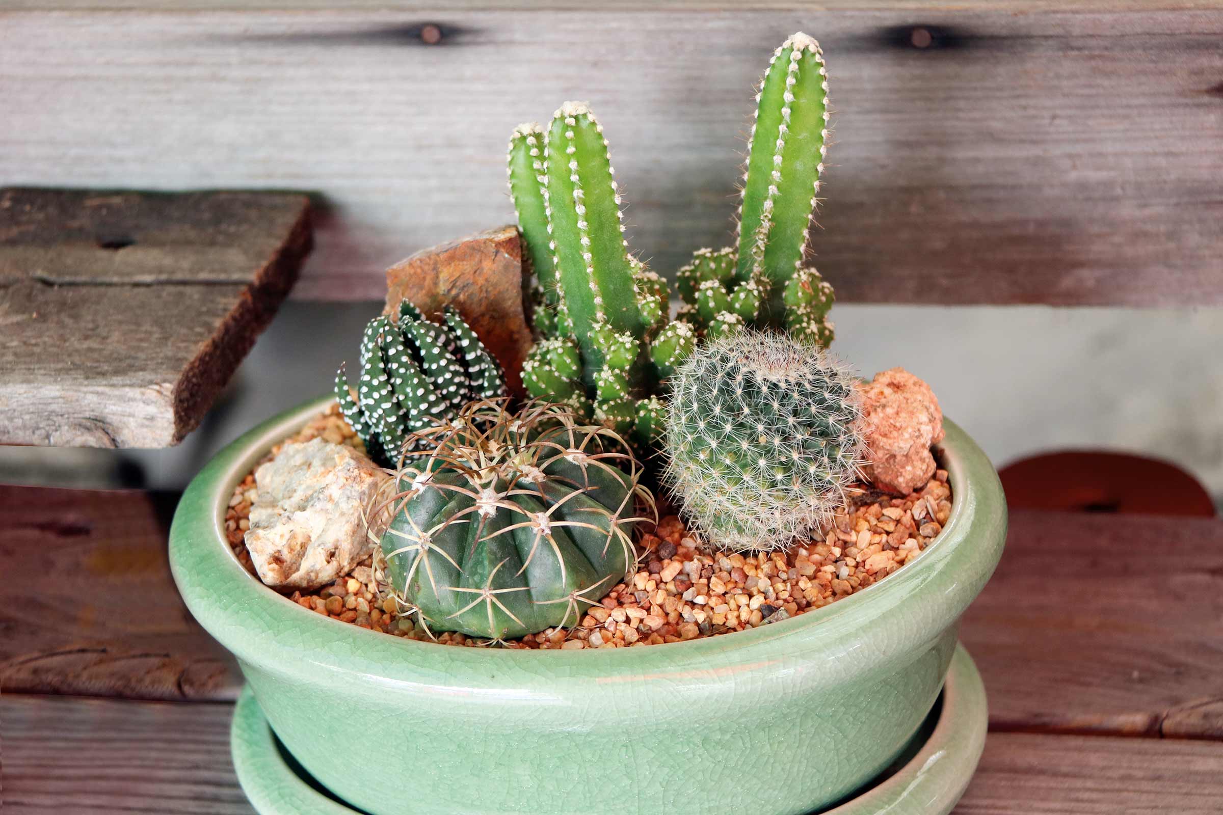 Aranjament de cactuși în vas ceramic verde decorat cu pietriș și pietre.