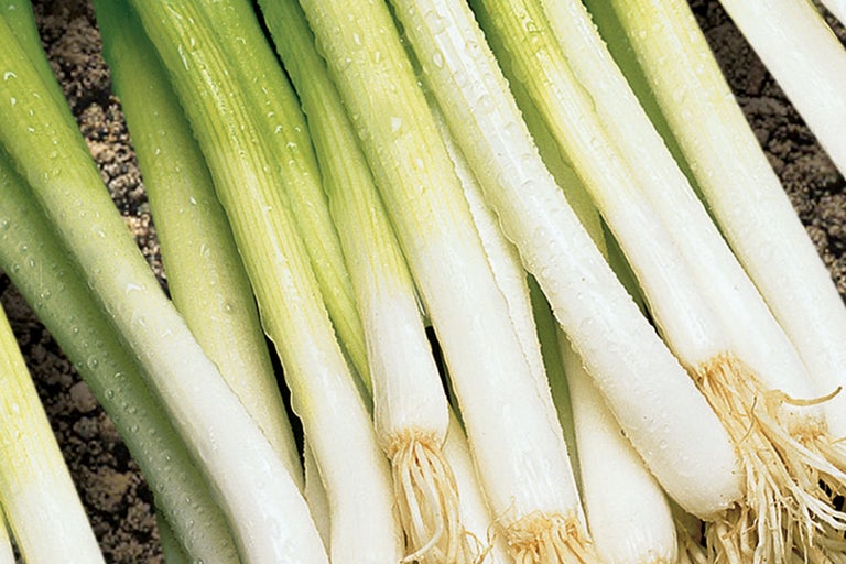 Legătură de ceapă verde cu rădăcini
