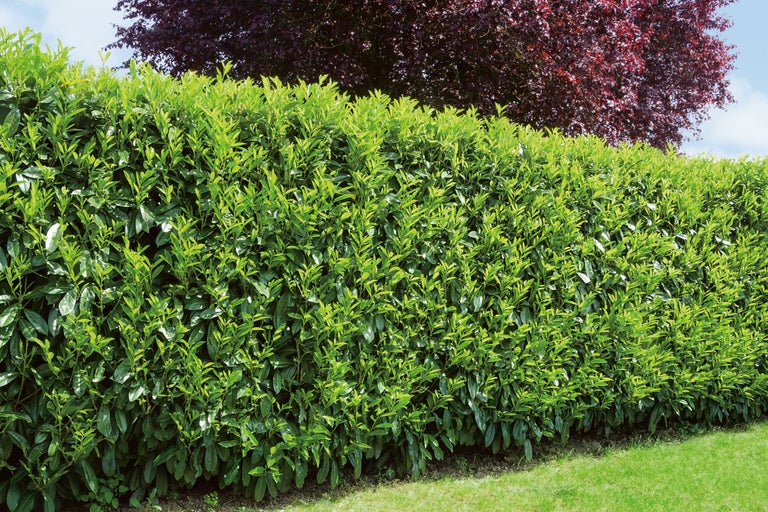 În imagine este un gard viu verde de dafin cireș, care servește ca paravan de confidențialitate și se află într-o grădină.