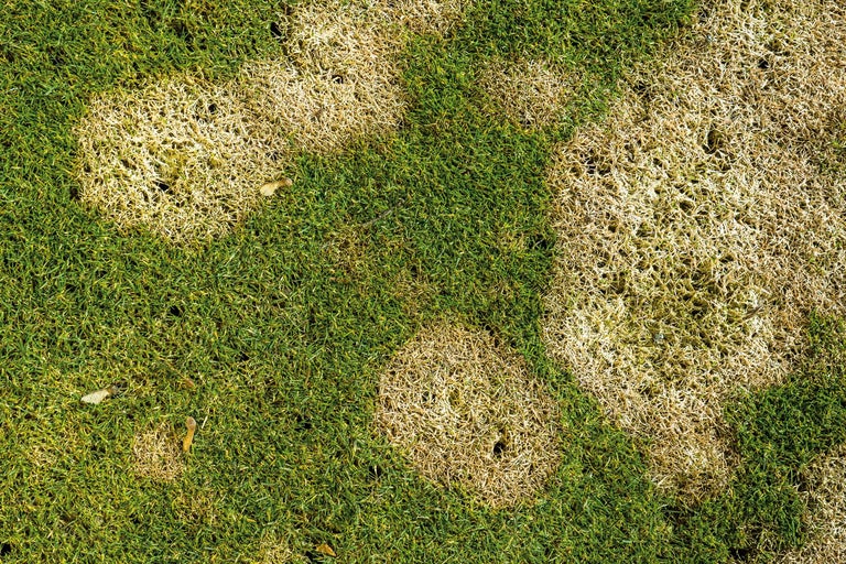 Iarbă cu pete de iarbă moartă