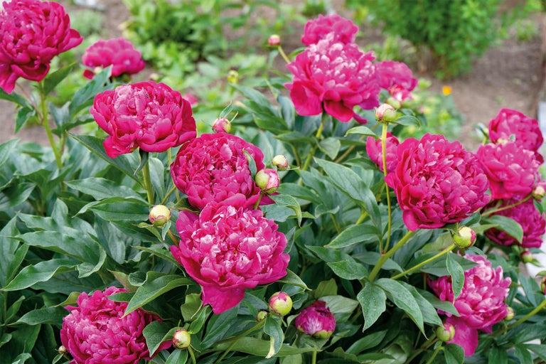 Bujori cu flori roz și frunze verzi