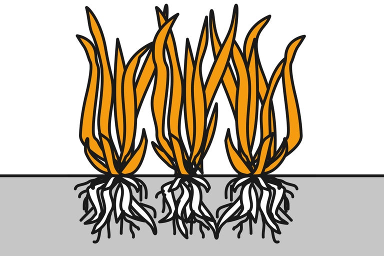 Ilustrație cu trei tufe de iarbă cu rădăcini