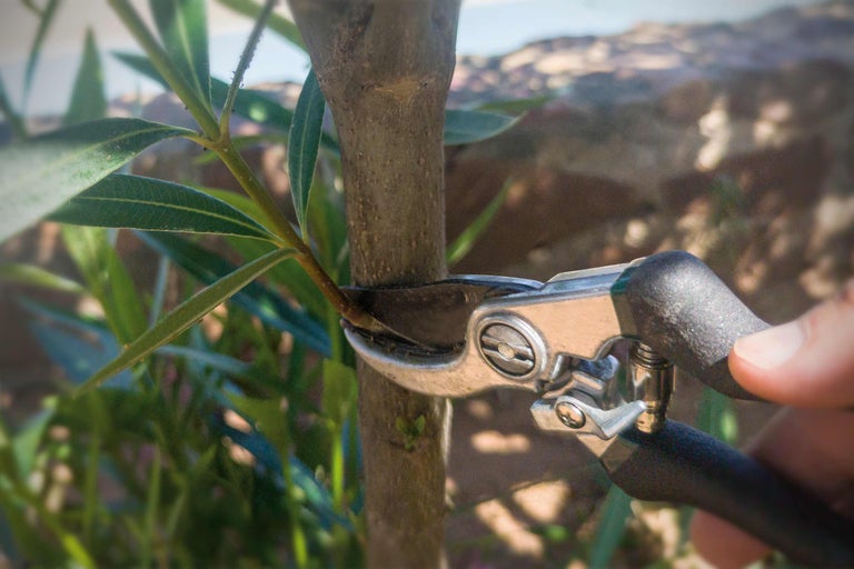 Foarfece de grădină tăind o ramură