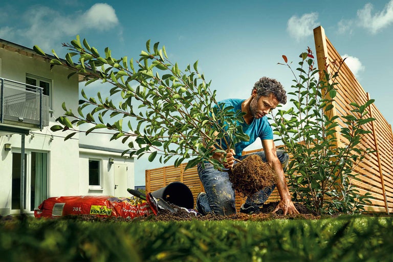 Un bărbat plantează un arbust în grădină cu pământ de plantare și un gard din lemn în fundal.
