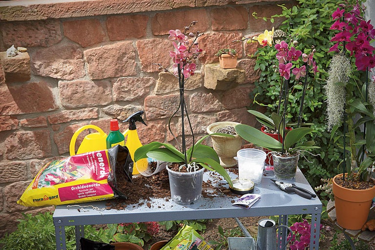 Scenă cu orhidee, pământ de flori, stropitoare și unelte de grădinărit pe o masă, pentru îngrijirea orhideelor în grădină
