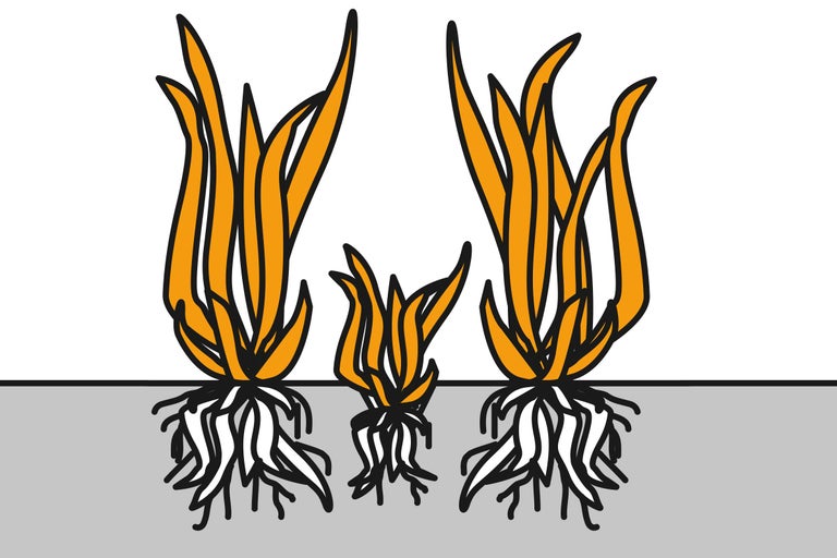 Ilustrație cu iarbă cu rădăcini