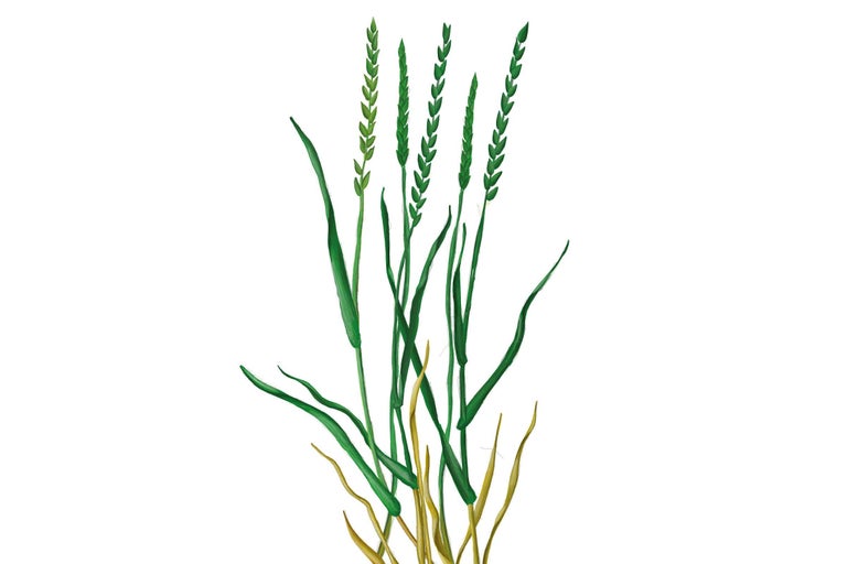 Ilustrație cu semințe de iarbă