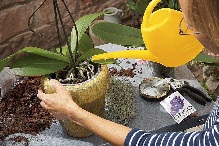 Femeie udând orhideea în ghiveci cu o stropitoare galbenă, înconjurată de pământ de flori, higrometru și foarfece de grădină