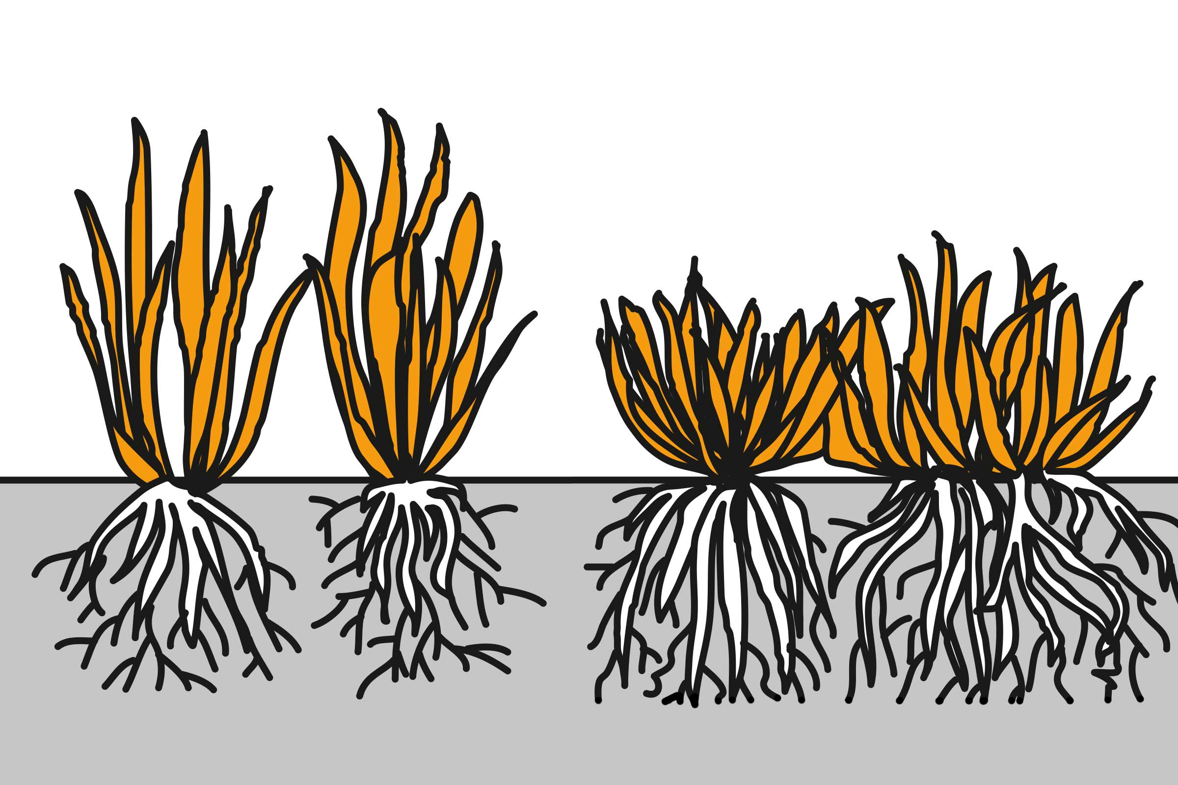 Ilustrație cu plante cu rădăcini în pământ