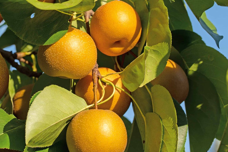 Prim-plan cu pere nashi în copac