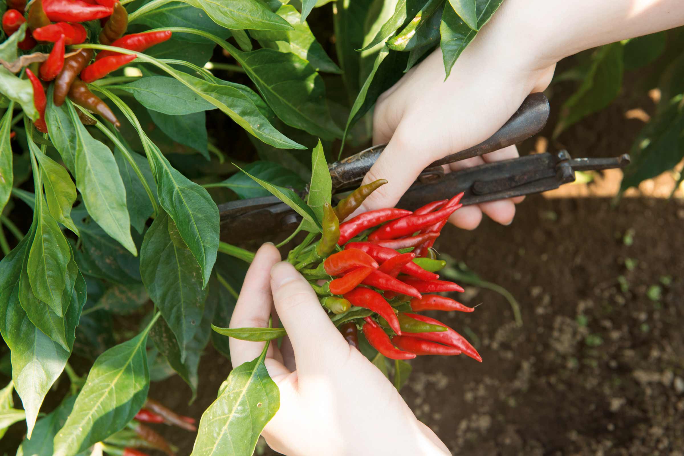 O persoană culege plante de ardei iute cu o foarfecă de grădină