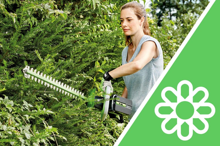 Femeie taie gard viu cu foarfeca de gard viu