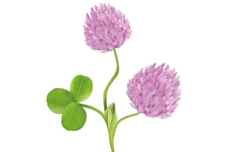 Trifoi cu trei frunze și floare