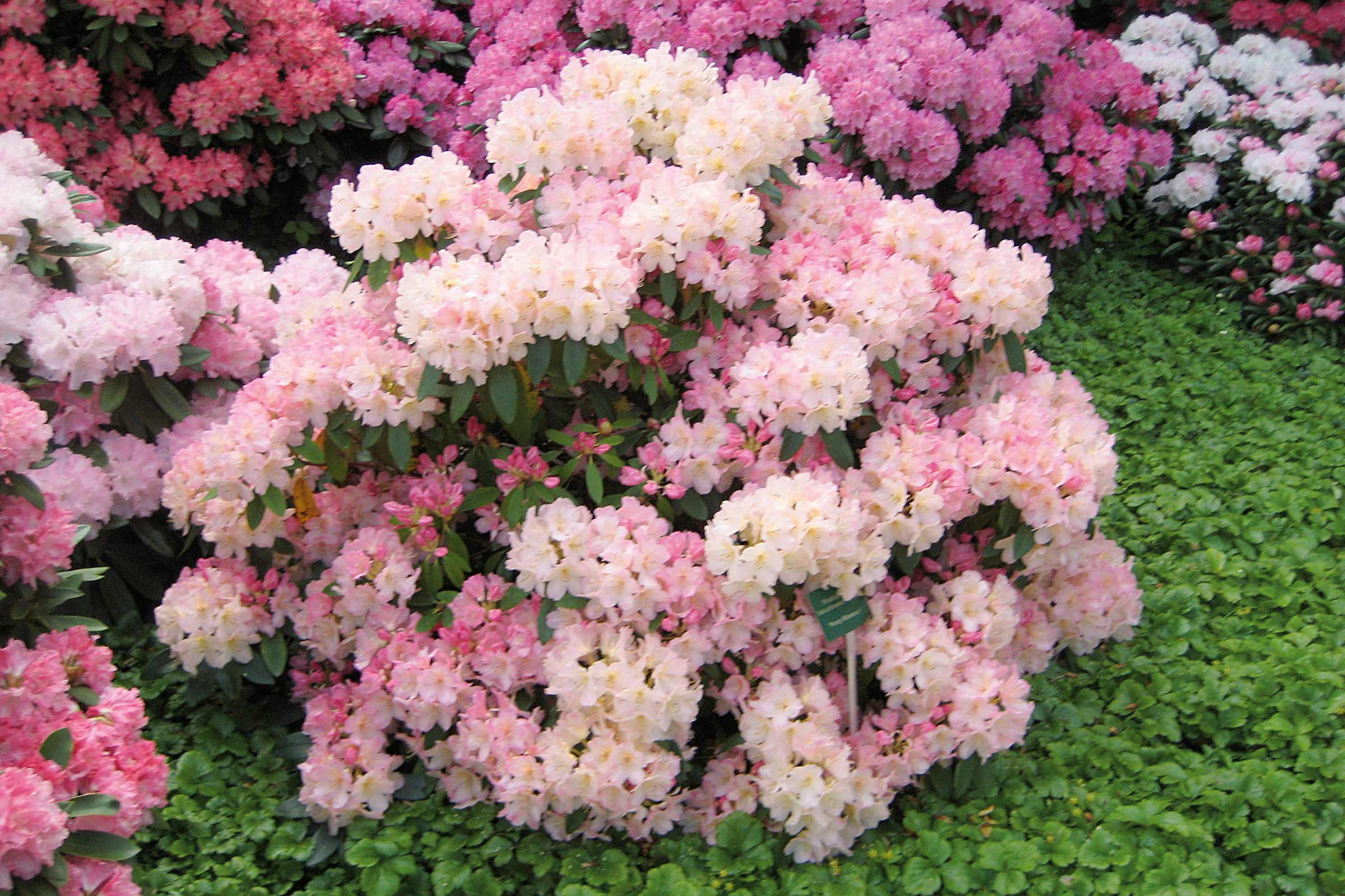 Tufă de rododendron cu flori roz în grădină