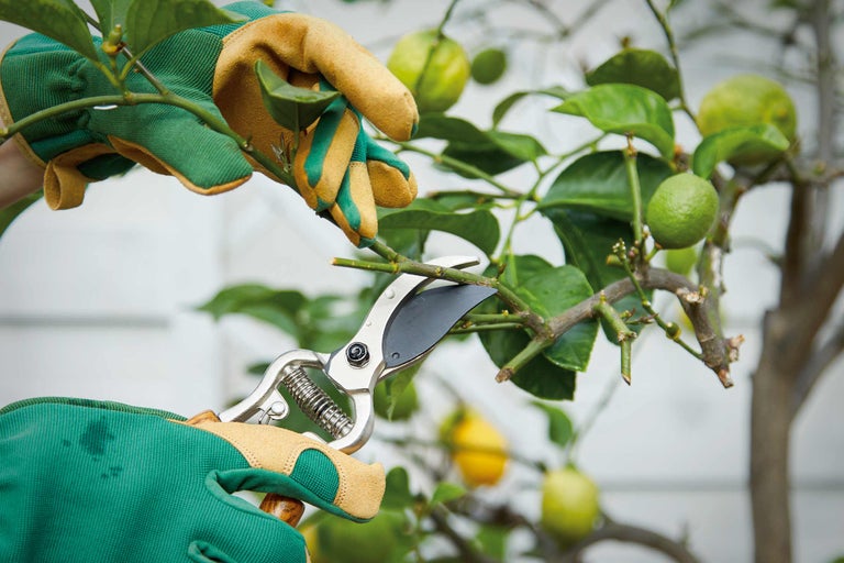 Tăierea unui lămâi