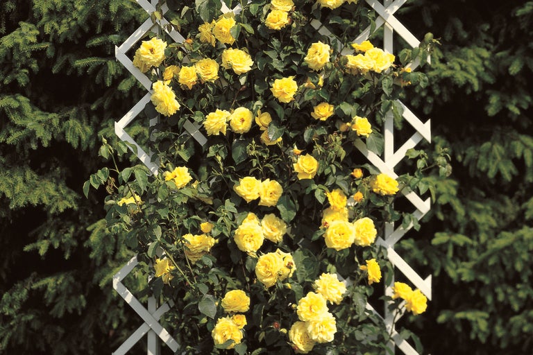 Trandafiri galbeni care cresc pe un spalier.