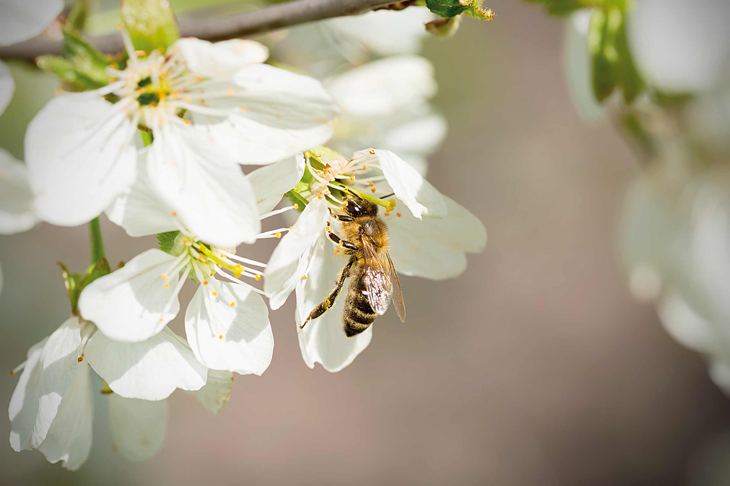 Albină colectând nectar dintr-o floare