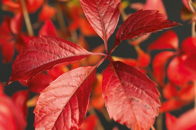 Prim-plan cu o frunză roșu-sângerie a unei plante cățărătoare toamna