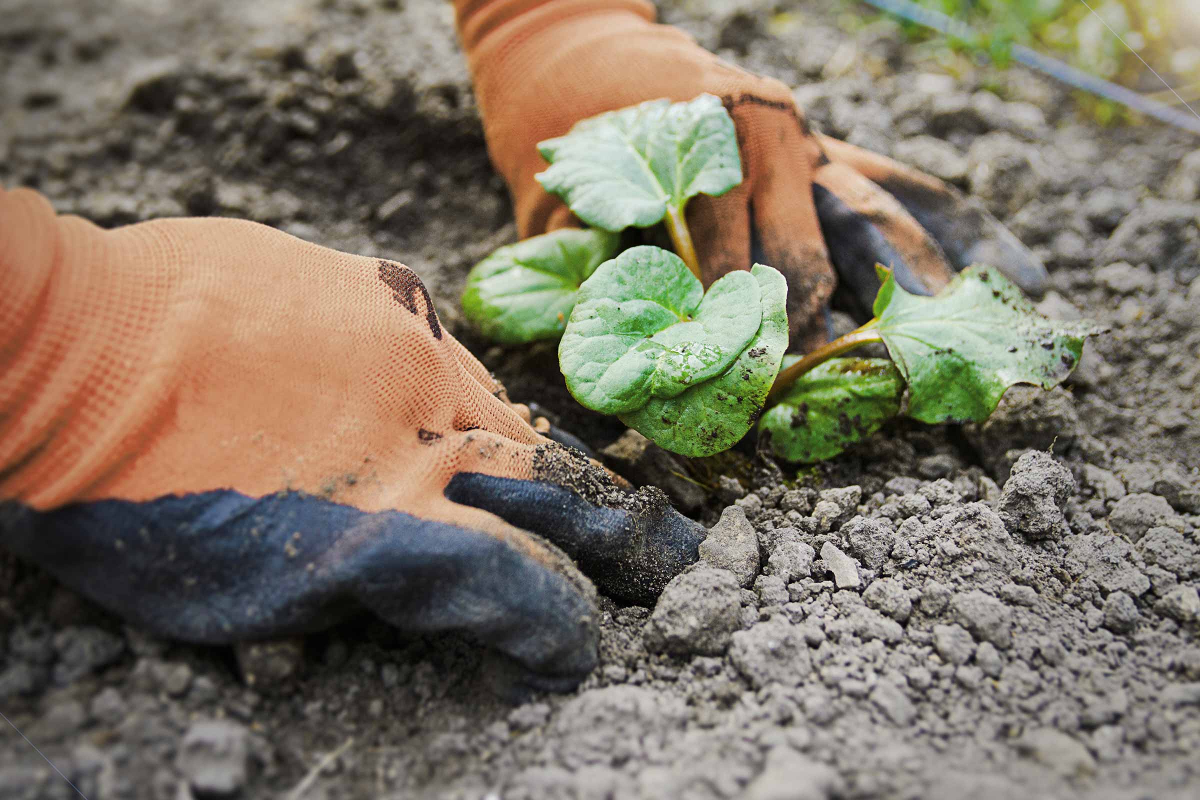 Grădinărit cu plantă și mănuși în pământ