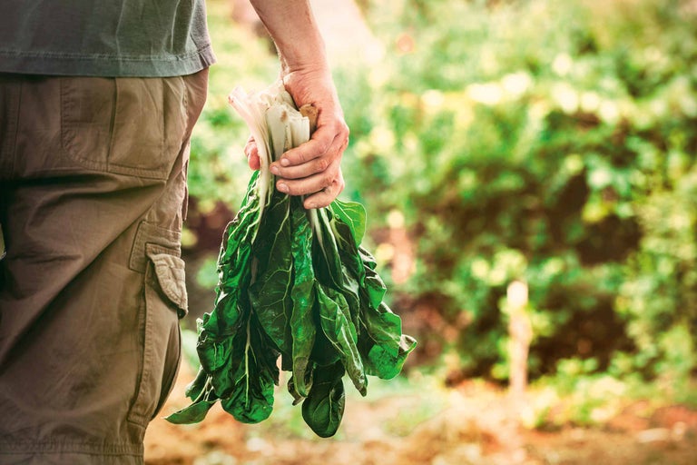 Bărbat ține mangold în mână