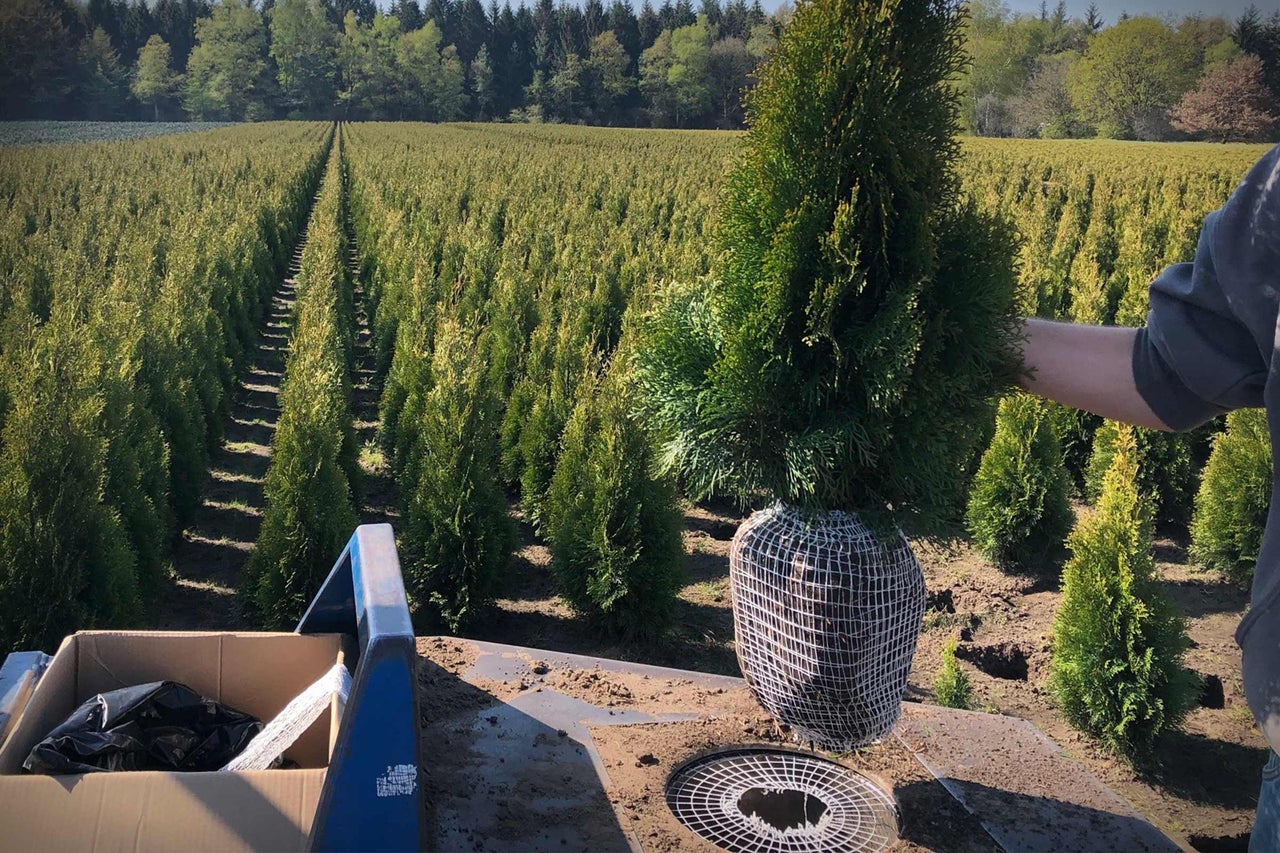 O plantă Thuja Smaragd este pregătită pe un câmp.