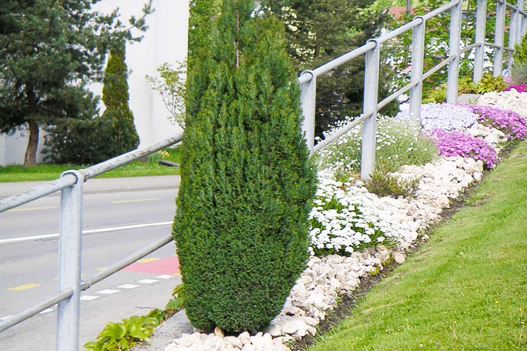 Chiparos columnar în grădină cu pietre și flori