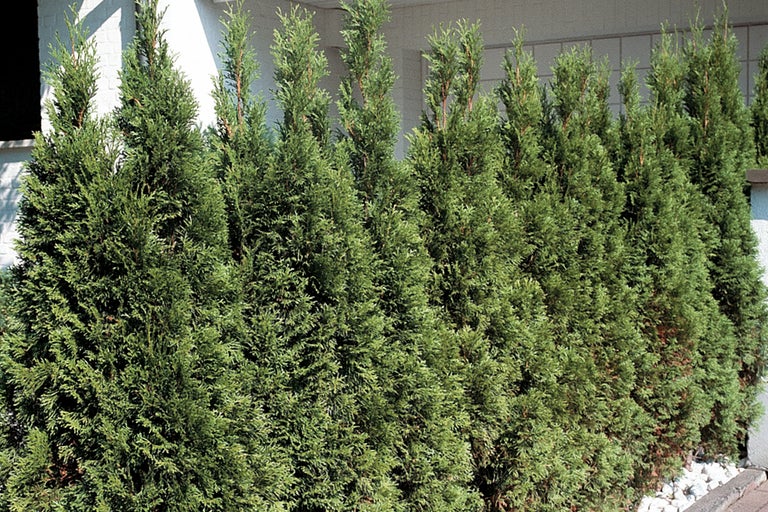 Rând de tuia în grădină