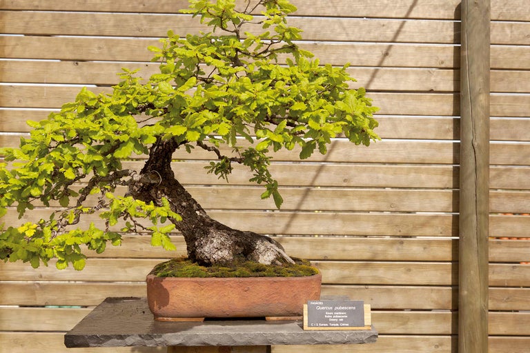 Arbore bonsai din specia Quercus pubescens într-un recipient pentru plante