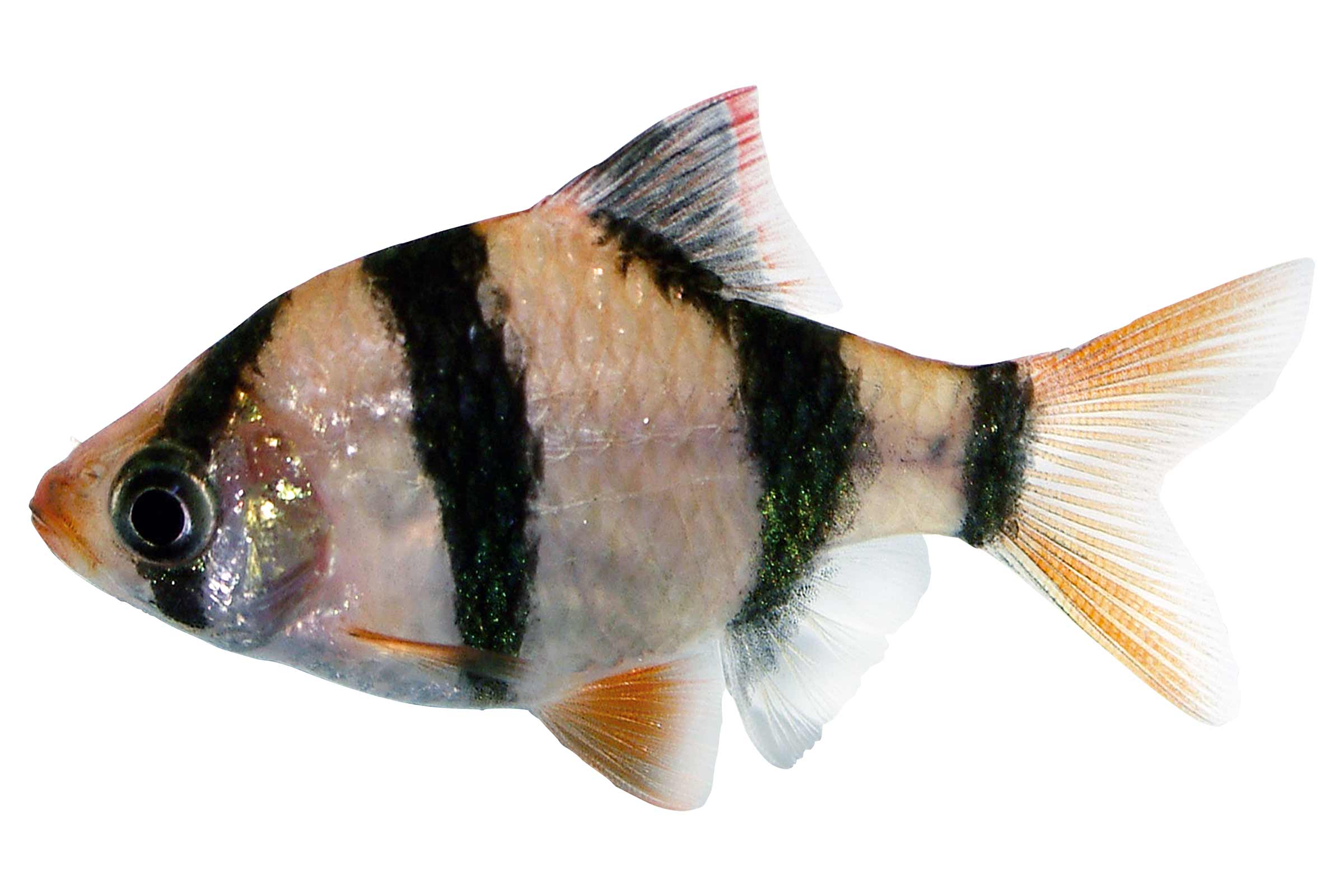Tetra zebră