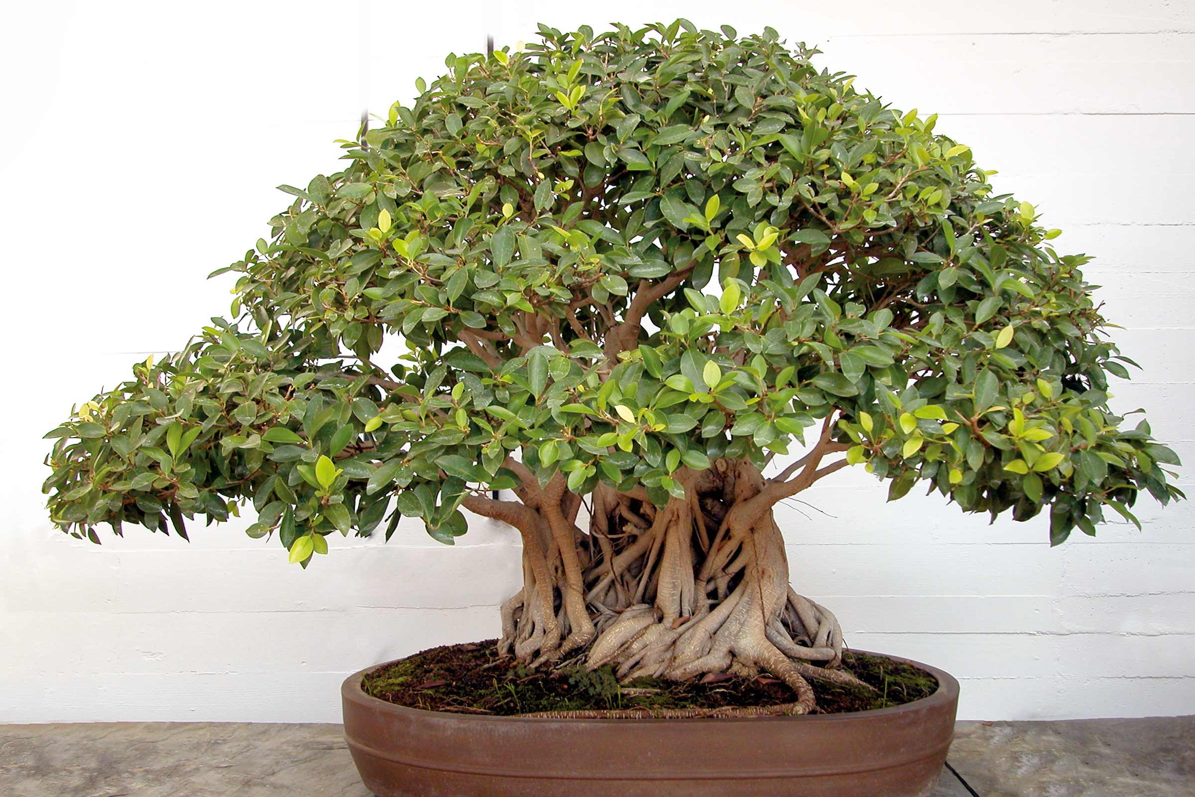 Bonsai în ghiveci